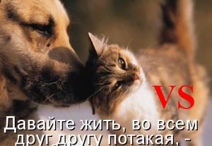 Винкс Клуб состязание петов турнир №27 Винкс Клуб состязание петов турнир №27